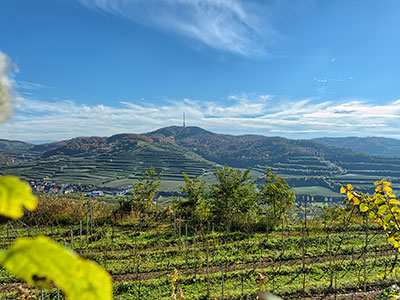 Weinterrassen am Kaiserstuhl