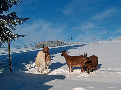 Auch Ziegen genießen den Schnee